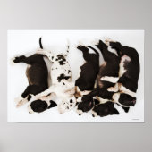 Vijf Harlequin Great Dane puppies slapen Poster (Voorkant)