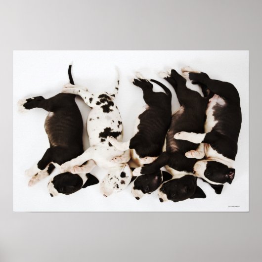 Vijf Harlequin Great Dane puppies slapen Poster (Voorkant)