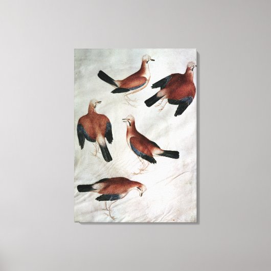 Vijf Jays van het Album van Vallardi Canvas Afdruk (Voorkant)