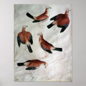 Vijf Jays van het Album van Vallardi Poster (Voorkant)