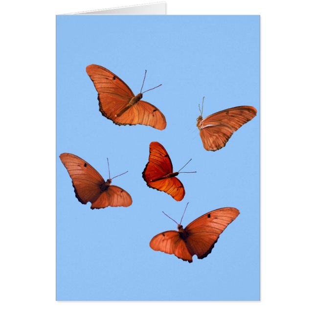 Vijf Julia Butterflies (Voorkant)