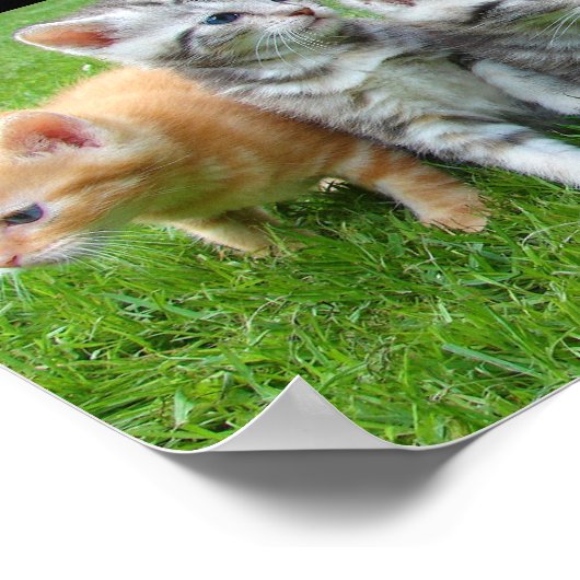 Vijf Kittens Poster (Hoek)