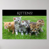 Vijf Kittens Poster (Voorkant)