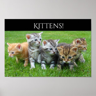 Vijf Kittens Poster