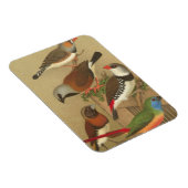 Vijf kleurrijke huisvogels die op een Tak worden v Magneet (Rechterzijde)