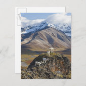 Vijf Koeienbaars op een klif Briefkaart (Voorkant / Achterkant)