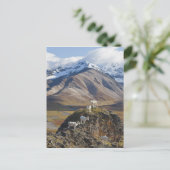 Vijf Koeienbaars op een klif Briefkaart (Staand voorkant)