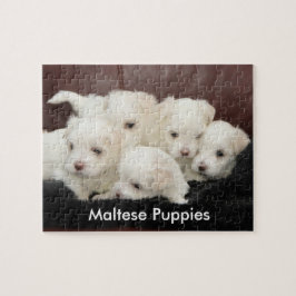 Vijf Maltese Puppies op een puzzel