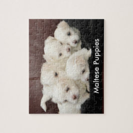 Vijf Maltese Puppies op een puzzel