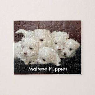 Vijf Maltese Puppies op een puzzel Legpuzzel