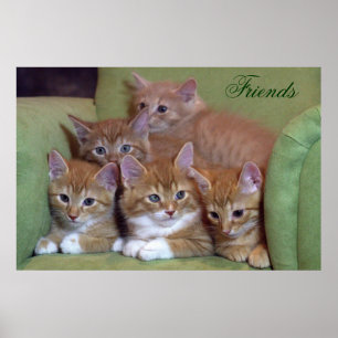 Vijf Oranje Kittens die voorzitter zijn Poster