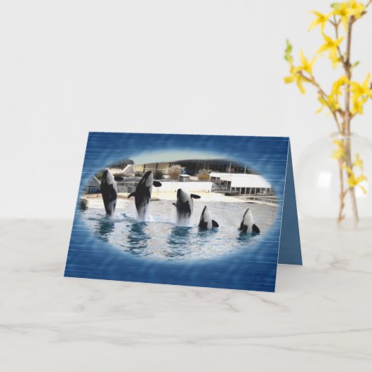 Vijf! Orka's in Marineland (Frankrijk) Kaart (Gele Bloem)