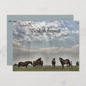 Vijf paarden in Mortlach Saskatchewan Canada Briefkaart (Voorkant / Achterkant)