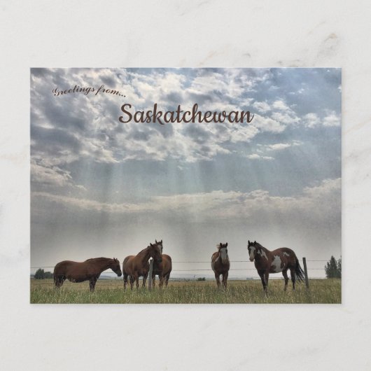 Vijf paarden in Mortlach Saskatchewan Canada Briefkaart (Voorkant)