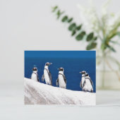 Vijf pinguïns hangen op een Rock Foto in Afrika Briefkaart (Staand voorkant)