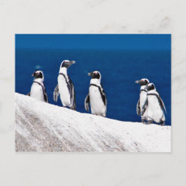 Vijf pinguïns hangen op een Rock Foto in Afrika Briefkaart