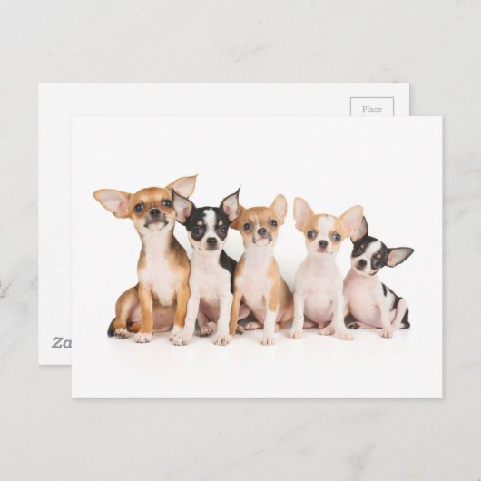 Vijf "puppy" briefkaart (Voorkant / Achterkant)