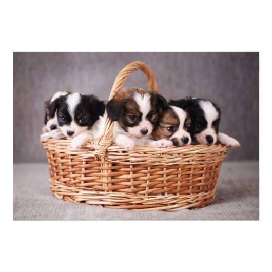 Vijf schattige puppies in een mand foto afdruk (Voorkant)
