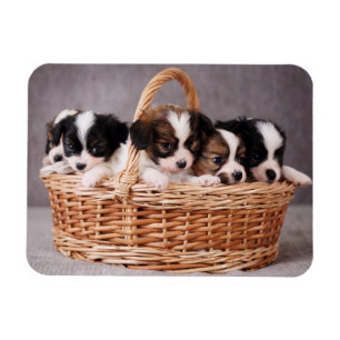 Vijf schattige puppies in een mand magneet