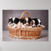 Vijf schattige puppies in een mand poster (Voorkant)