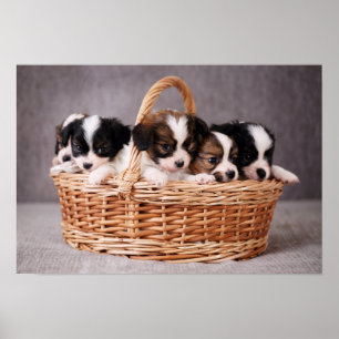 Vijf schattige puppies in een mand poster