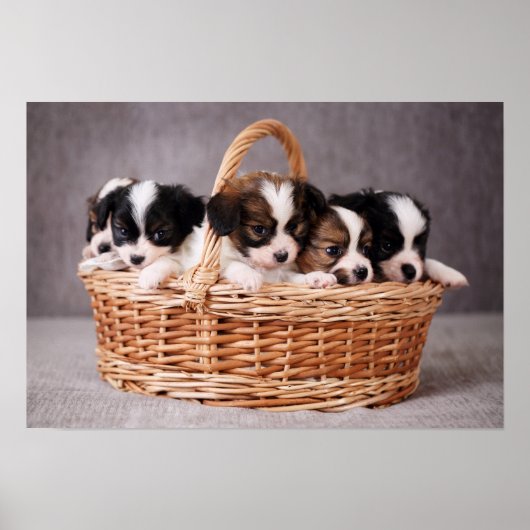 Vijf schattige puppies in een mand poster (Voorkant)