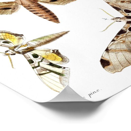 Vijf spinnemolen poster (Hoek)