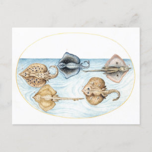 Vijf Stingrays  Illustratie Briefkaart