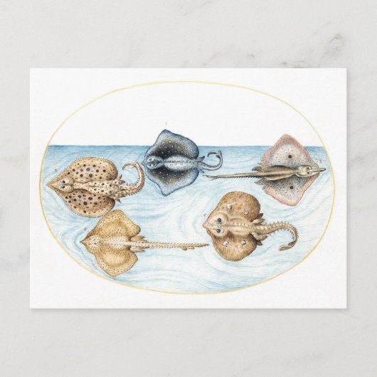 Vijf Stingrays  Illustratie Briefkaart (Voorkant)