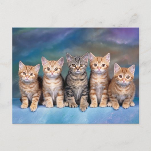 Vijf Tabby Kittens, rood op een rij Briefkaart (Voorkant)