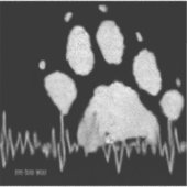 Vijf-Toed Wolf Car Sticker (Voorkant)