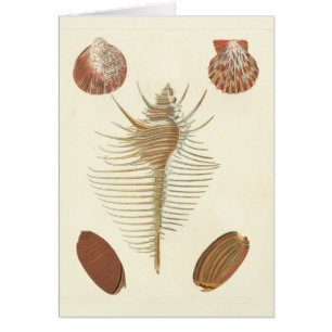 Vijf van een soort Seashells