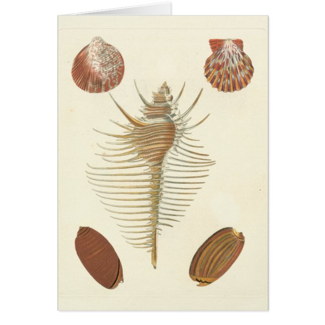 Vijf van een soort Seashells (Voorkant)