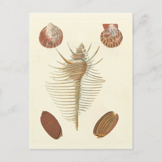 Vijf van een soort Seashells Briefkaart (Voorkant)