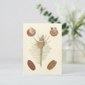 Vijf van een soort Seashells Briefkaart (Staand voorkant)