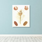 Vijf van een soort Seashells Canvas Afdruk (Insitu (Houten vloer))