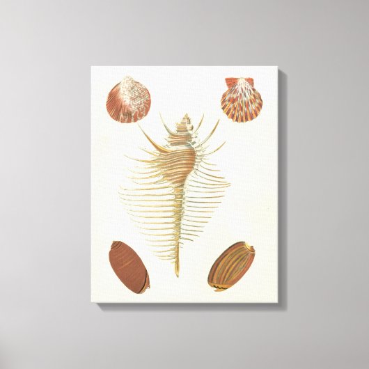 Vijf van een soort Seashells Canvas Afdruk (Voorkant)