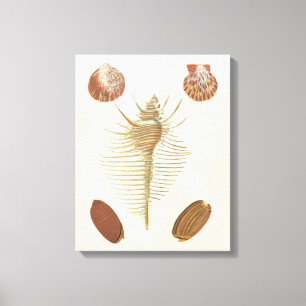 Vijf van een soort Seashells Canvas Afdruk