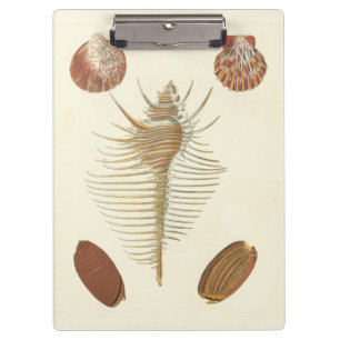 Vijf van een soort Seashells Klembord