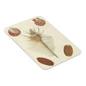 Vijf van een soort Seashells Magneet (Rechterzijde)