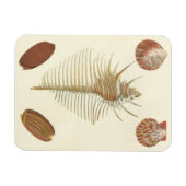 Vijf van een soort Seashells Magneet (Horizontaal)