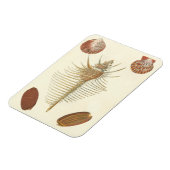 Vijf van een soort Seashells Magneet (Linkerzijde)