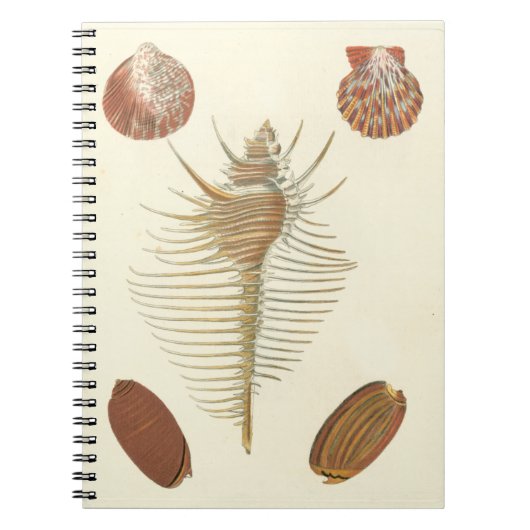 Vijf van een soort Seashells Notitieboek (Voorkant)