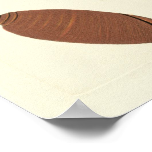 Vijf van een soort Seashells Poster (Hoek)