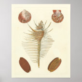 Vijf van een soort Seashells Poster (Voorkant)