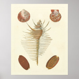 Vijf van een soort Seashells Poster