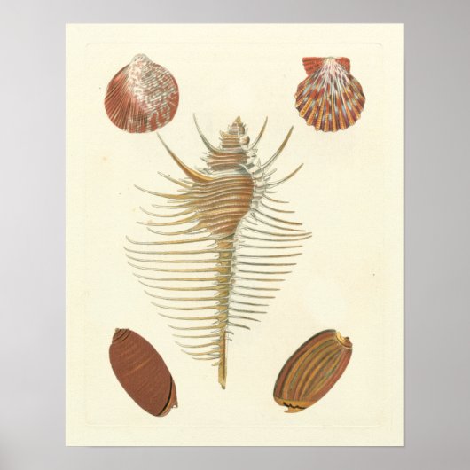Vijf van een soort Seashells Poster (Voorkant)
