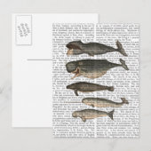 Vijf  walvissen briefkaart (Voorkant / Achterkant)