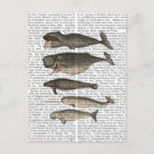 Vijf walvissen briefkaart (Voorkant)