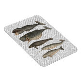 Vijf  walvissen magneet (Rechterzijde)